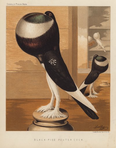 Duvor: Black-Pied Pouter Cock (färg litho) av J. W. (after) Ludlow