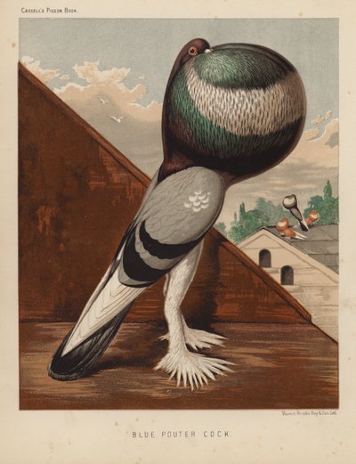 Duvor: Blue Pouter Cock (färg litho) av J. W. (after) Ludlow