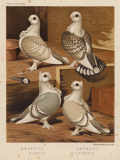 Duvor: Brunett; Satinett; Bluette; Silverette (färg litho) av J. W. (after) Ludlow