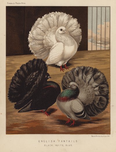 Duvor: Engelska Fantails, Svart, Vit, Blå (färg litho) av J. W. (after) Ludlow