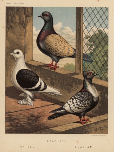 Duvor: Hyacint; Skydda; Suabian (färg litho) av J. W. (after) Ludlow