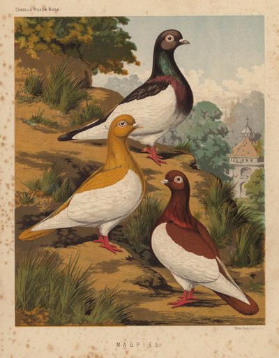 Duvor: Skator (färg litho) av J. W. (after) Ludlow