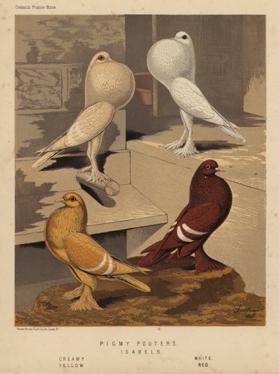 Duvor: Pigmy Pouters; Isabels, Krämig, Vit, Gul, Röd (färg litho) av J. W. (after) Ludlow