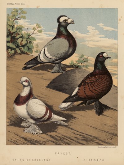 Duvor: Präst; schweizisk eller halvmåne; Fire-Back (färg litho) av J. W. (after) Ludlow