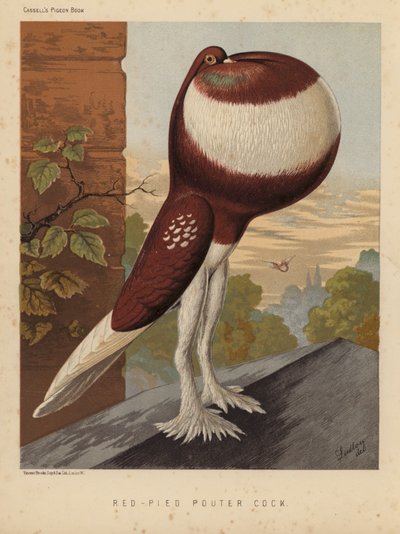 Duvor: Red-Pied Pouter Cock (färg litho) av J. W. (after) Ludlow