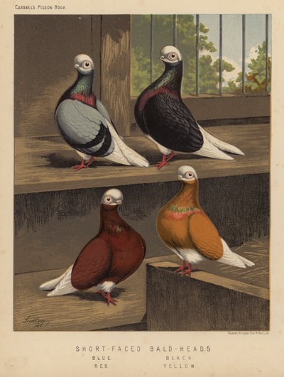 Duvor: Skalliga huvuden med kort ansikte, blå, svart, röd, gul (färg litho) av J. W. (after) Ludlow