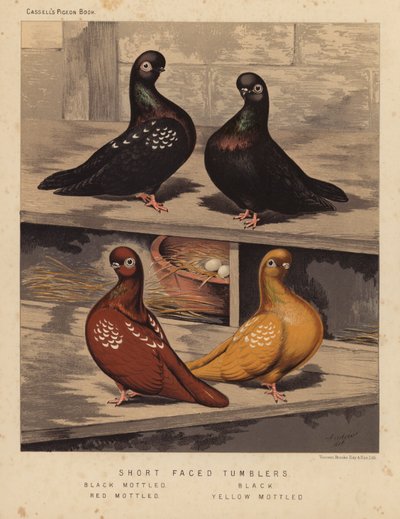 Duvor: Tumbler med kort ansikte, svart fläckig, svart, röd fläckig, gul fläckig (färg litho) av J. W. (after) Ludlow