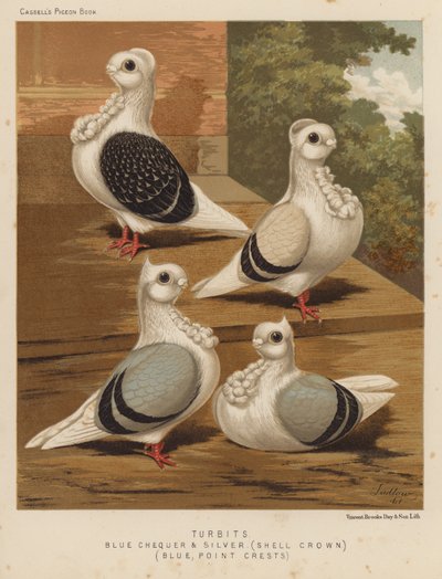 Duvor: Turbits, Blue Checker and Silver, Shell Crown, Blue, Point Crests (color litho) av J. W. (after) Ludlow