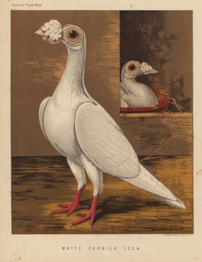 Duvor: White Carrier Cock (färg litho) av J. W. (after) Ludlow