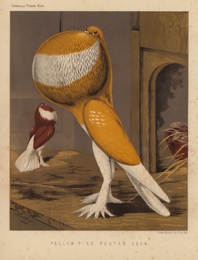 Duvor: Yellow-Pied Pouter Cock (färg litho) av J. W. (after) Ludlow