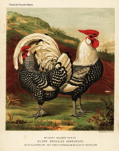 Silverspangled Hamburgh hane och höna av J. W. (after) Ludlow