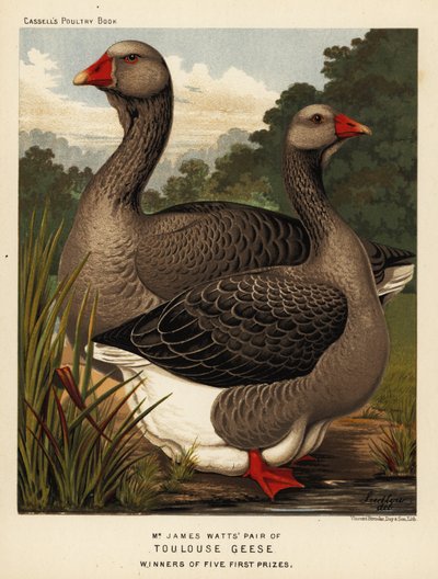 Toulouse gäss med halklapp, hane och höna av J. W. (after) Ludlow