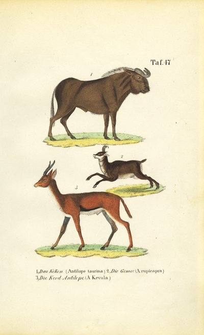 Afrikanska vilda djur av J. W. Tenhaeff