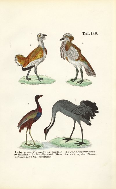 Trappar och tranor av J. W. Tenhaeff