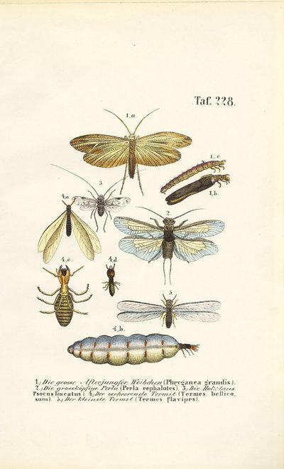 Dagsländor, stenflugor och termiter med utvecklingsstadier av J. W. Tenhaeff