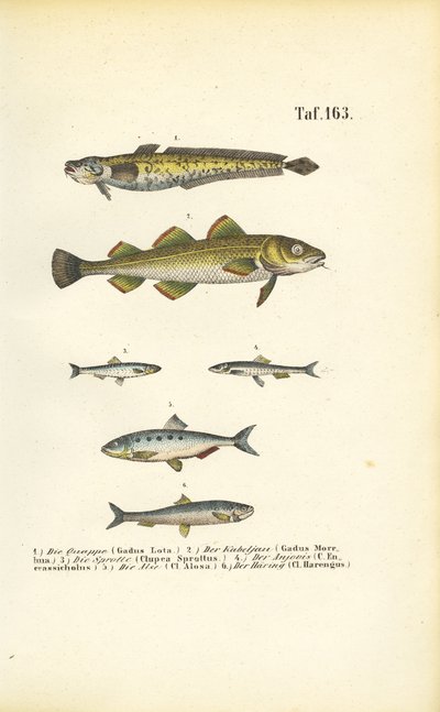 Kommersiell fisk från torsk- och sillfamiljerna av J. W. Tenhaeff