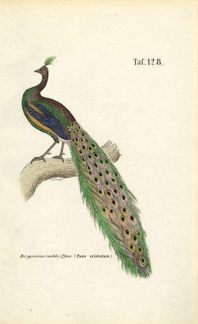 Vanlig påfågel av J. W. Tenhaeff