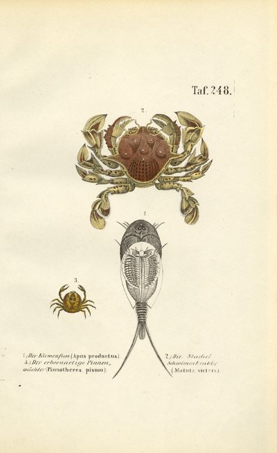 Kräftdjur och grodyngelräkor av J. W. Tenhaeff