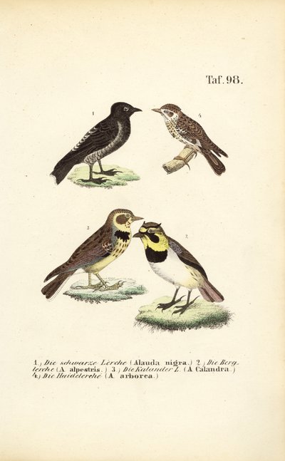 Olika arter av lärkor av J. W. Tenhaeff