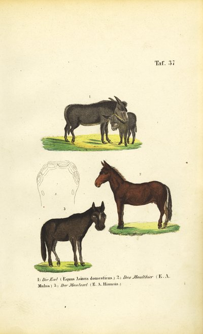 Tama åsnor, mulor och mulåsnor av J. W. Tenhaeff