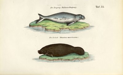 Dugong och manatee av J. W. Tenhaeff