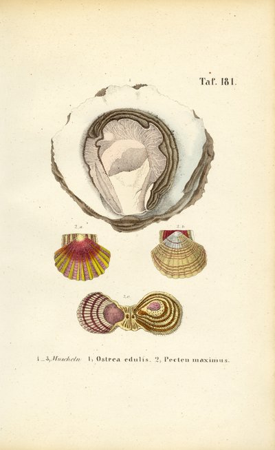 Ätbara ostron och pilgrimsmusslor av J. W. Tenhaeff