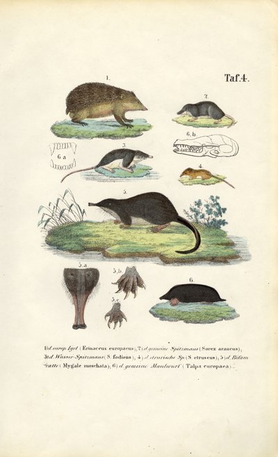 Europeiska insektsätare: Igelkott, näbbmus och mullvad av J. W. Tenhaeff