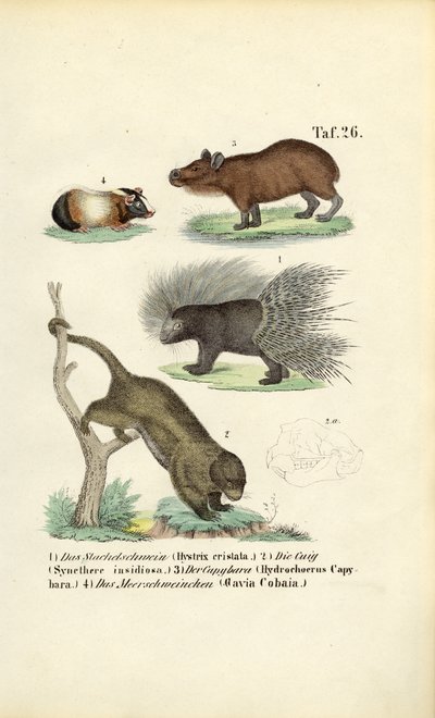 Exotiska gnagare av J. W. Tenhaeff