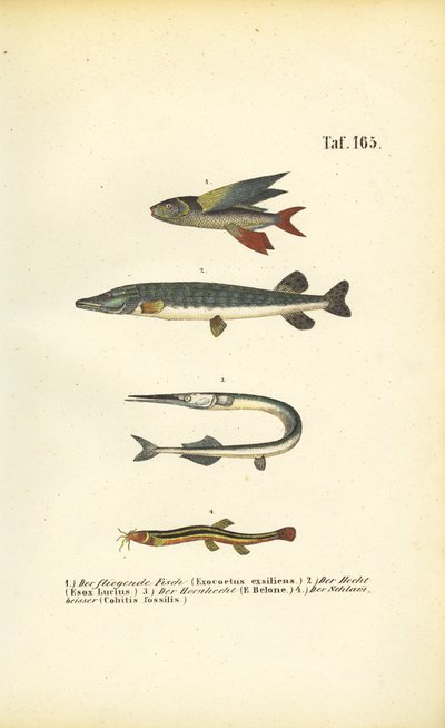 Flygfisk, gädda och loach av J. W. Tenhaeff