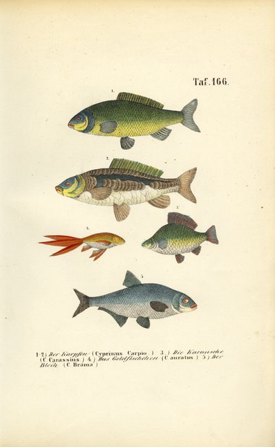 Sötvattensfisk av familjen karpfiskar av J. W. Tenhaeff