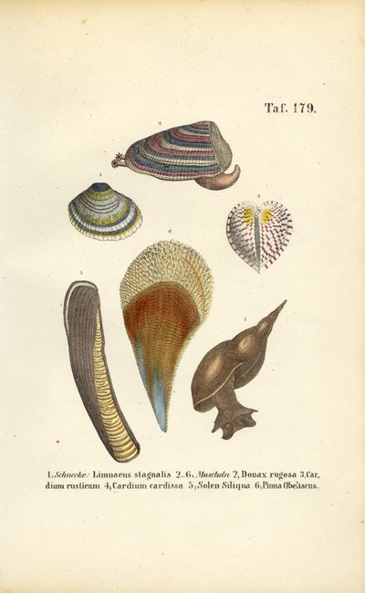 Sötvattenssnäckor och marina musslor av J. W. Tenhaeff