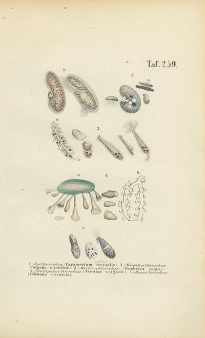Infusoria: Paramecium, Stentor och andra ciliater av J. W. Tenhaeff