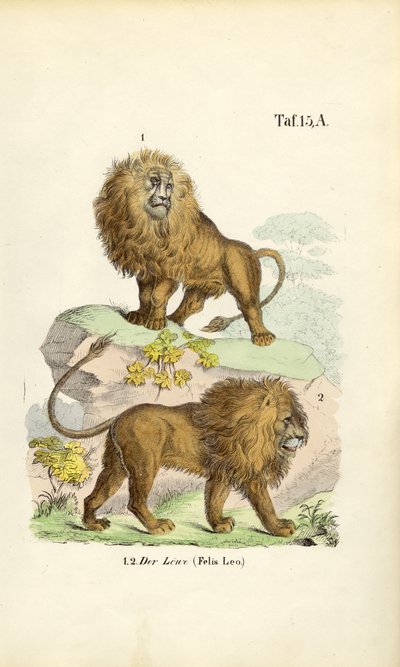 Lejon i olika poser av J. W. Tenhaeff