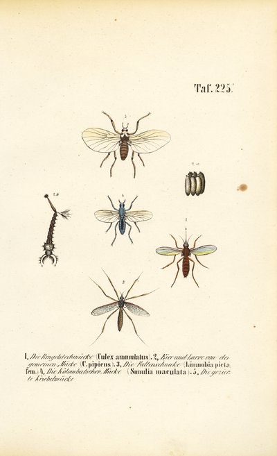 Myggor och deras utvecklingsstadier av J. W. Tenhaeff