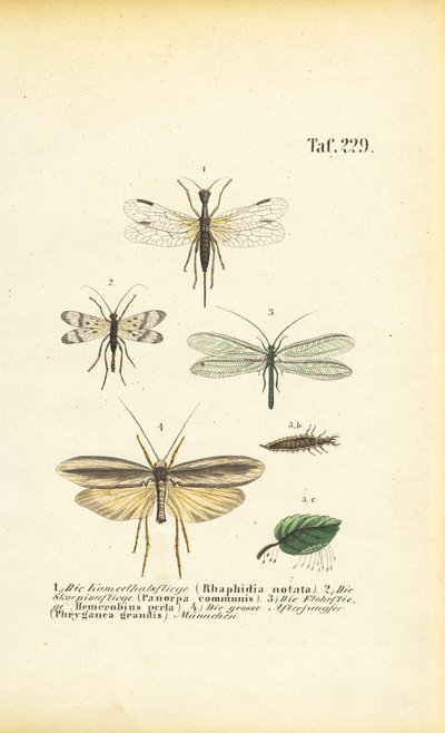 Neuropteraner och deras utvecklingsstadier av J. W. Tenhaeff