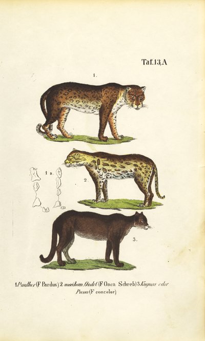 Panther, Jaguar och Puma av J. W. Tenhaeff