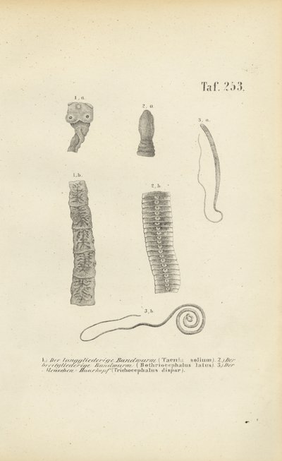 Parasitiska maskar hos människor av J. W. Tenhaeff