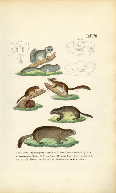 Gnagare från familjerna ekorrar och ormråttor av J. W. Tenhaeff