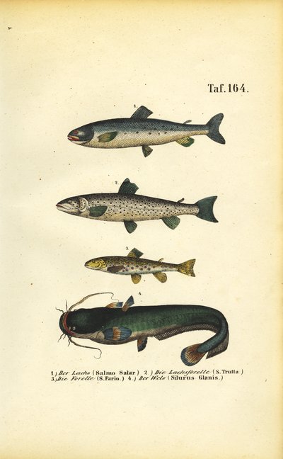 Lax, öring och havskatt av J. W. Tenhaeff