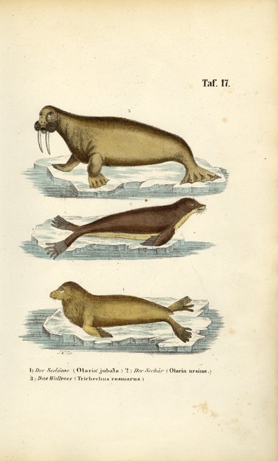 Sjölejon, pälssäl och valross av J. W. Tenhaeff