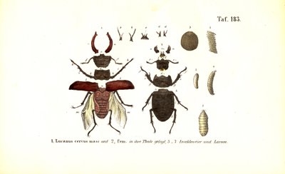 Stag Beetle med anatomi och utvecklingsstadier av J. W. Tenhaeff