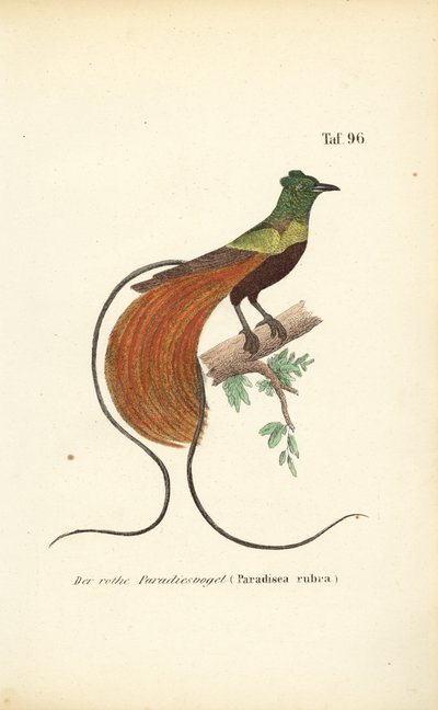 Den röda paradisfågeln av J. W. Tenhaeff