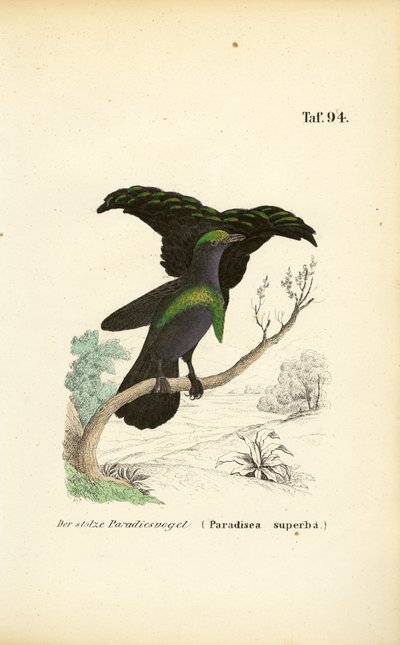 Den fantastiska paradisfågeln av J. W. Tenhaeff