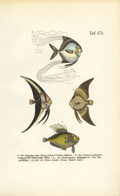 Tropiska prydnadsfiskar av J. W. Tenhaeff