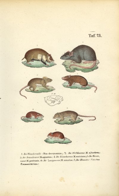 Olika arter av Muridae av J. W. Tenhaeff