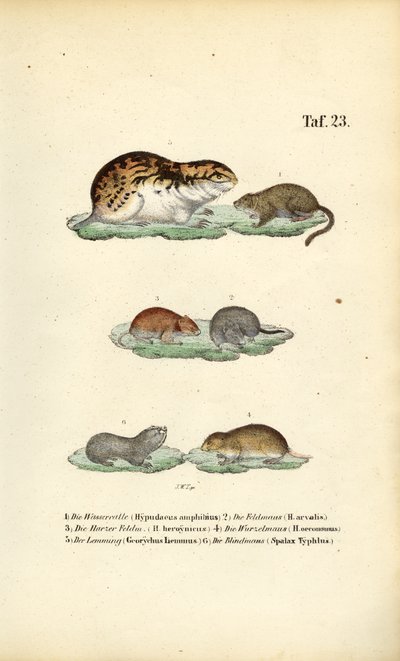 Sorkar och andra gnagare av J. W. Tenhaeff