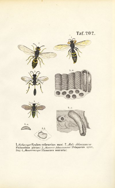 Getingar och deras bo-byggen av J. W. Tenhaeff