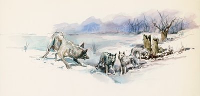 Pack of wolves, från Call of Wild, äventyrsroman av Jack London (1876-1916), teckning av Jack London