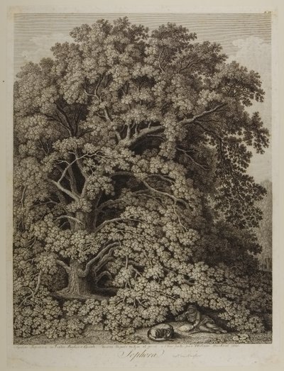 Sophora av Jacob Philippe Hackert