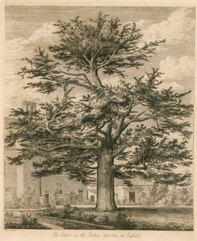Cedar i Palace Garden i Enfield, Middlesex av Jacob George Strutt